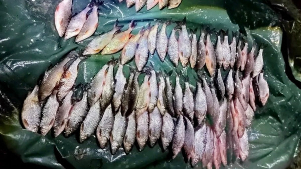 В Сызрани задержали браконьера на резиновой лодке с металлической "кошкой"