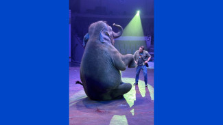 Взрыв петарды в Самаре испугал слона и заставил его сбежать из цирка 23 января