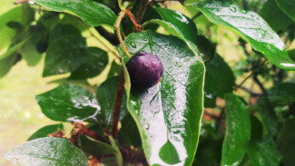 Ураган и ливни с градом: стало известно, дойдет ли КМЯ до Самарской области