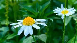 Самару 14 и 15 июля захлестнет волна аллергенной пыльцы