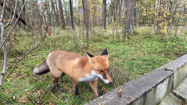 В Самаре из-за бешеной лисы, принесённой в подъезд, ввели карантин в 11-м квартале Мехзавода