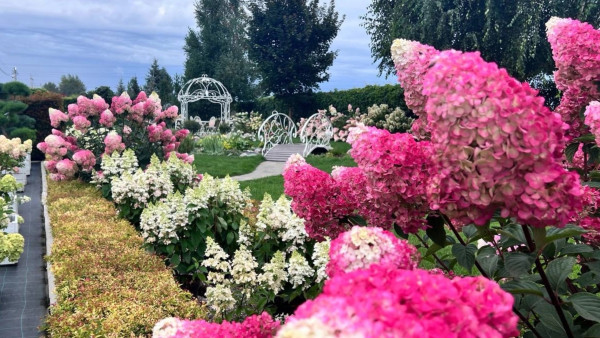 Садовый эксперт Вера Глухова рассказала о новинках сезона среди кустарников 