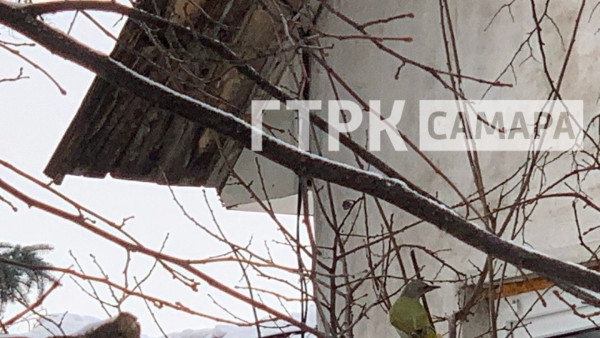 В Самаре на просеке прилетел редкий краснокнижный зеленый дятел