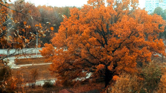 29 сентября в Самарской области ждут +9, +11°С