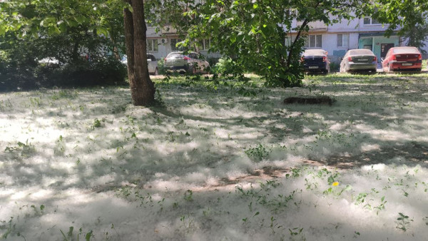 Стало известно, когда на всех улицах Самары смоет тополиный пух