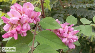 В Самаре повторно зацвела акация, предсказав необычную осень 2024 года