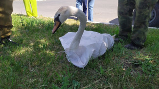 На Жигулёвской ГЭС спасли травмированного лебедя 