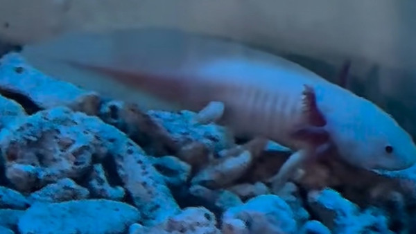 В Самарском океанариуме поселились 10 милых аксолотлей