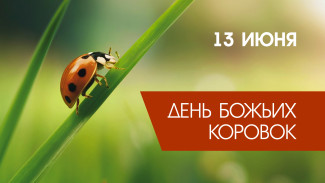 13 июня День божьих коровок: открытки и поздравления для социальных сетей