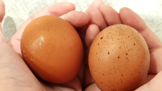 В Самарской области выросло производство яиц