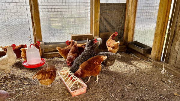 Под Самарой построят новую птицефабрику почти за 4 мрлд