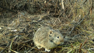 В спасенном от распашки памятнике природы под Самарой нашли зверьков из Красной книги