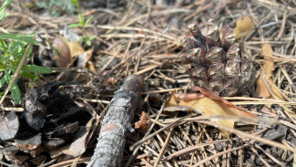 В Самаре противопожарный режим будет действовать до 31 октября