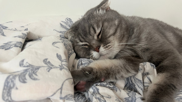 Самарцам рассказали, как быстрее просыпаться по утрам