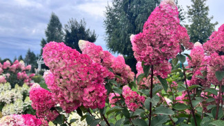 Вера Глухова рассказала о том, как подготовить гортензии к зиме 