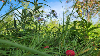 Самарцев предупредили о высокой пожароопасности лесов