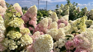 Вера Глухова раскрыла самарцам августовские секреты цветов