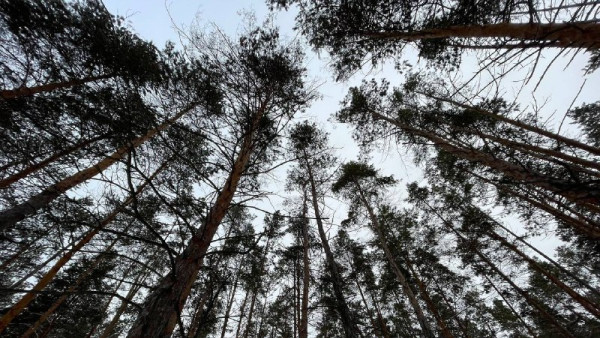 Арбитраж обязал вернуть в ЕГРН записи об участках Самарского лесничества