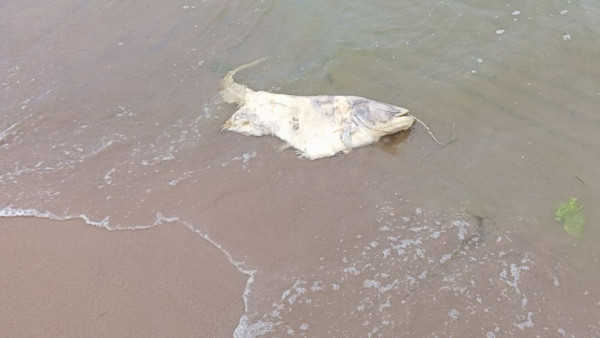 Стало известно о массовой гибели рыбы в самарском водоёме