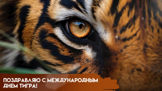 29 июля — Международный день тигра: история, открытки и поздравления 