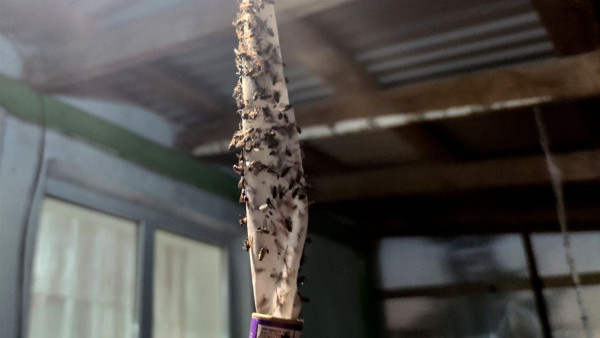 Эксперты рассказали, чем мухи могут навредить самарцам