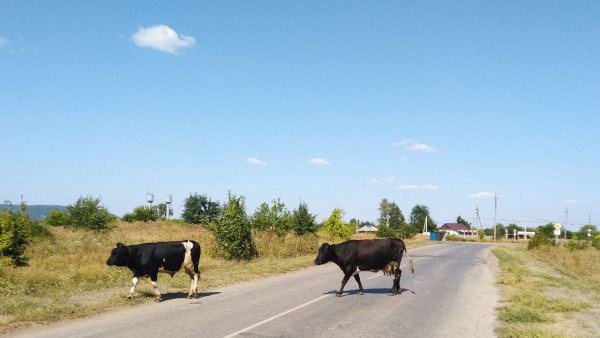 В двух районах Самарской области ввели карантин из-за лейкемии