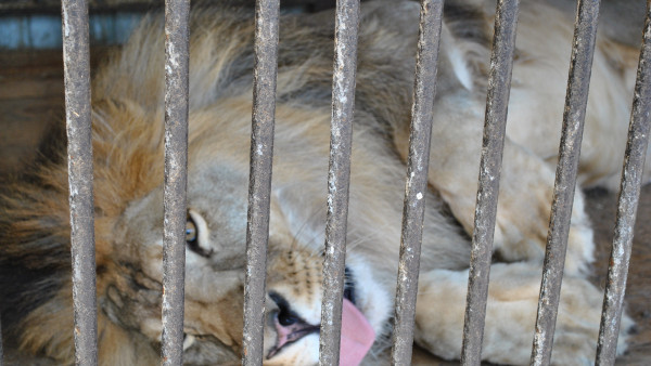 Самарский зоопарк может переехать в Южный город