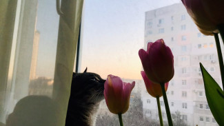 Сложности перевода: публикуем краткий словарь языка цветов к 8 марта