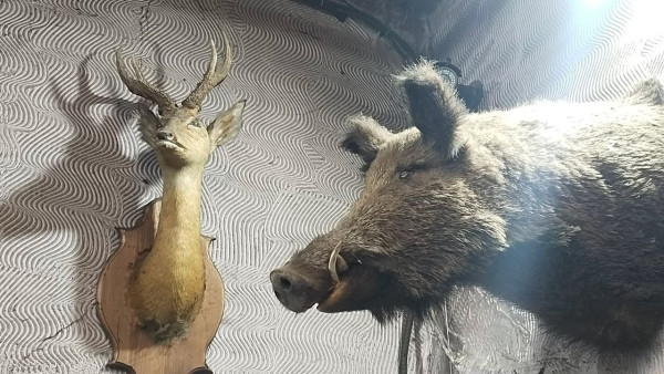 В Самарской области браконьеров накажут за убийство двух косуль