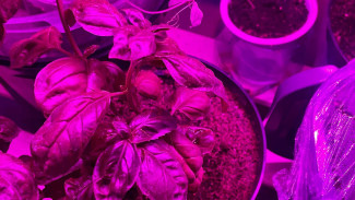 Самарским дачникам объяснили, как нужно обработать семена перед посадкой