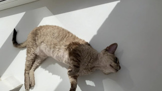 Синоптики назвали точную дату резкого потепления в Самаре