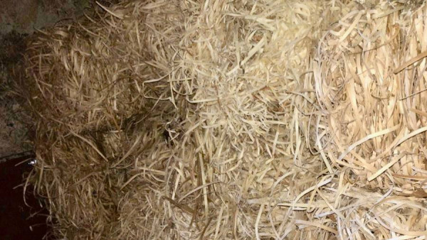 Самарским приютам для животных помогли подготовиться к зиме