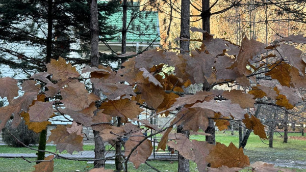 В Самаре высадят 8 видов деревьев вдоль улиц в ноябре 2025 года