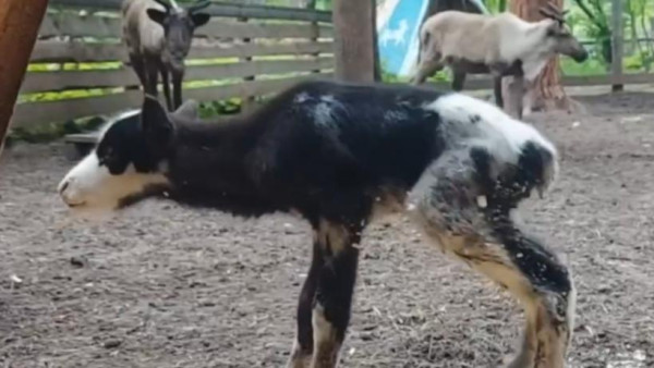 Милое видео: в Самарской области родился первый олененок