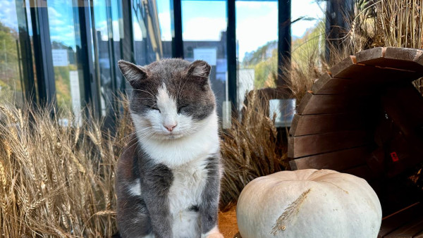 Самарцев хотят заставить маркировать домашних животных