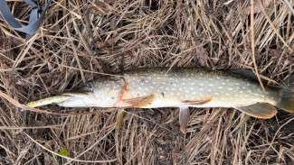 Мэр Тольятти Илья Сухих поймал 10 щук во время рыбалки