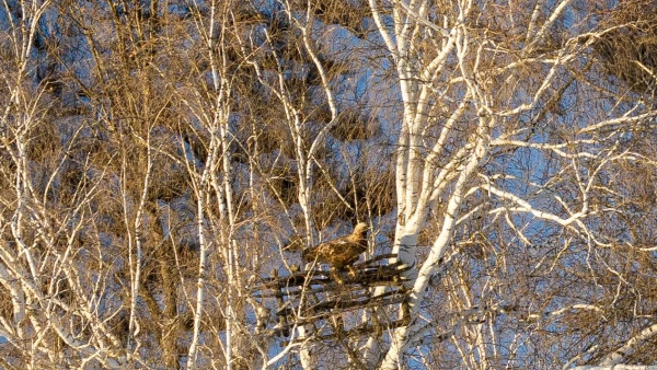В Самарскую область с Ближнего Востока вернулись Солнечные орлы