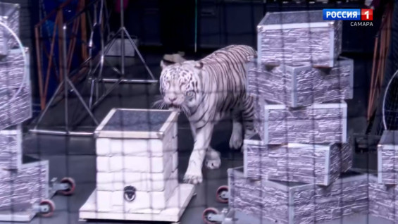 Дрессировщица Алиса Нестерова везет 6 белых тигров через всю Россию в фуре