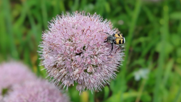 В Самарской области зафиксировано уже 2701 нападение клещей