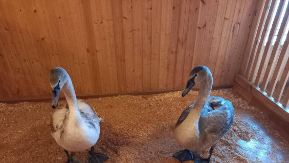 Двух осиротевших лебедей из Отрадного спасли от холодов в Самаре