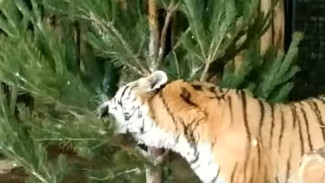 Утилизировать новогодние ёлки жителям Самары помогают огромные кошки