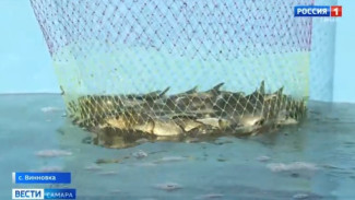 В большое плавание по Волге отправились свыше 12 тысяч мальков сазана