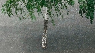 В Самаре закатали берёзы в асфальт