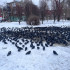 Голуби в ванной и грохот на первом этаже: крылатые атаковали квартиры после ремонта крыши в Самаре