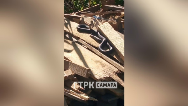 Змеиный сезон: огромную особь заметили на участке дачники под Самарой