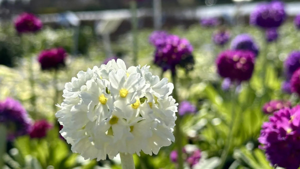 Метеоролог Людмила Анурова рассказала, как изменился климат Самарской области за 30 лет