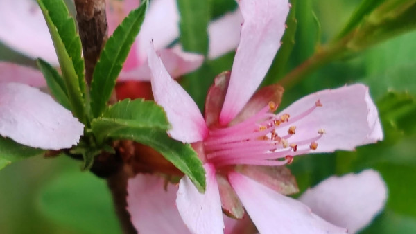 В Самарской области зацвел степной миндаль - в Жигулевском заповеднике