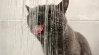 Коммунальное ЧП в Самарской области: в Тольятти ограничили подачу воды из-за порыва коллектора