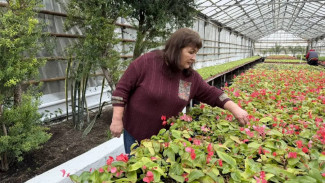 К лету в Самаре высадят 1,4 миллиона цветов-летников