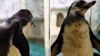 В Самаре выберут имя для пингвиненка Гумбольдта